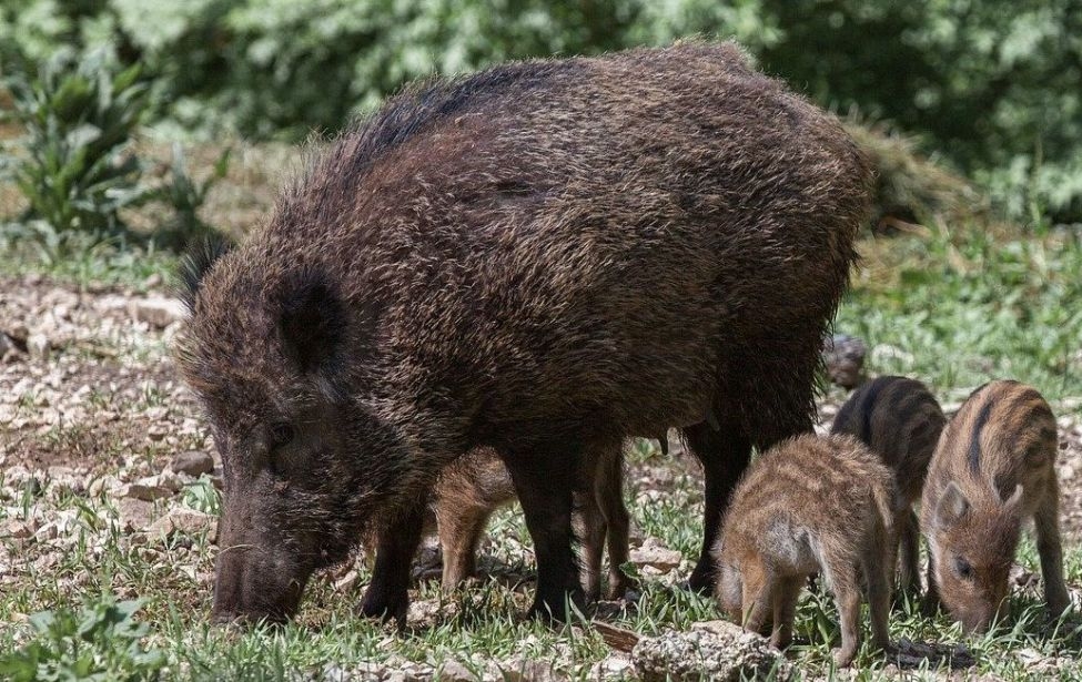 Wildschweinfamilie im Wald