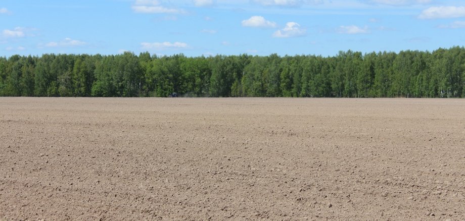 Feld mit Bäumen am Rand Feld mit Bäumen am Rand