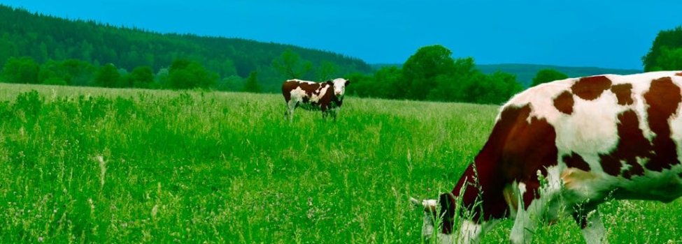 Zwei braun gefleckte Kühe auf der Weide. Die hintere schaut in die Kamera, die vordere frisst Gras.