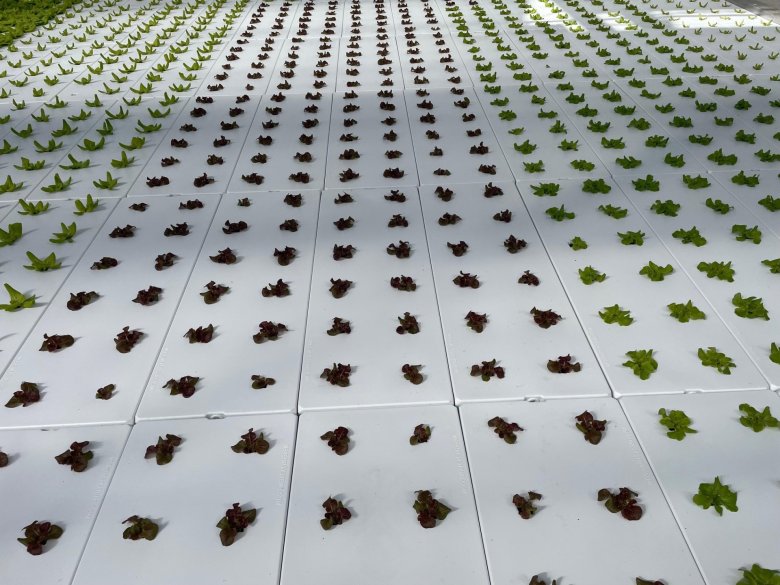 Pflanzen Schneebergerhof