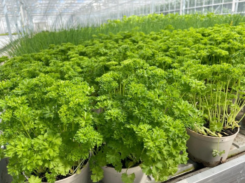 Pflanzen Schneebergerhof