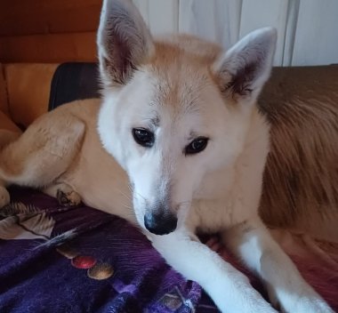 Ein Hund liegt zuhause auf einer Decke