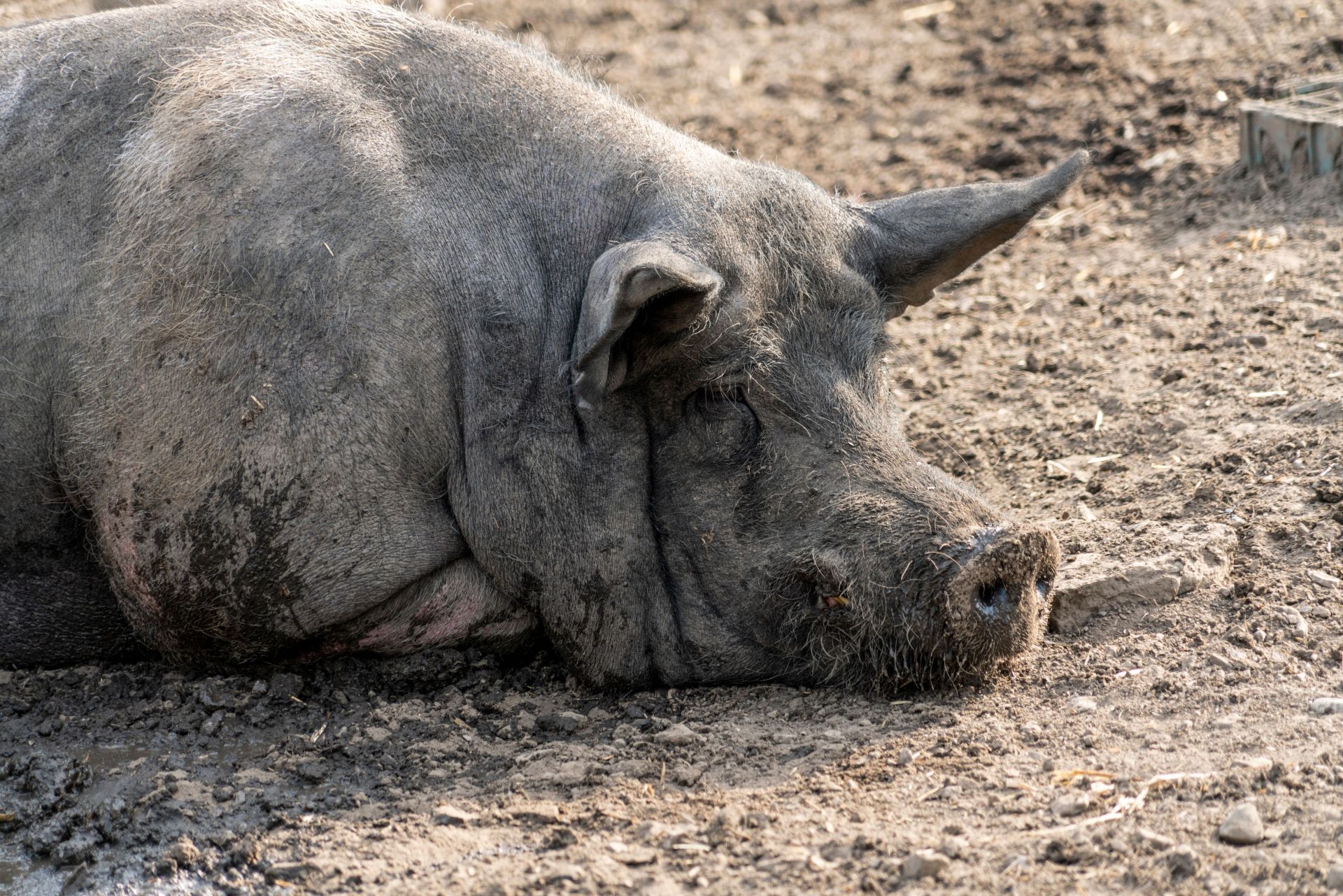Schwarzes Schwein liegt ruhend 