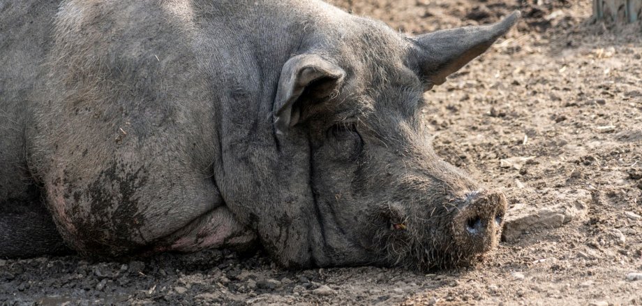 Schwarzes Schwein liegt ruhend 