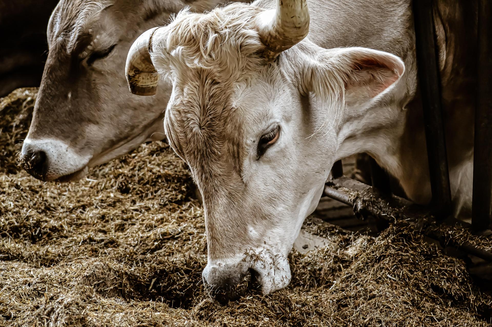 Kühe imStall Kühe imStall