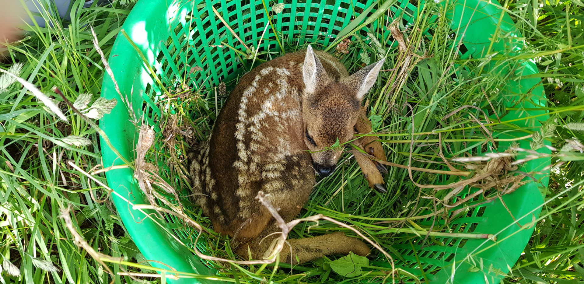 Rehkitz in Auffangbehälter im Gras