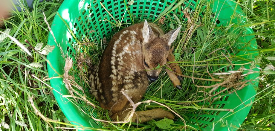 Rehkitz in Auffangbehälter im Gras