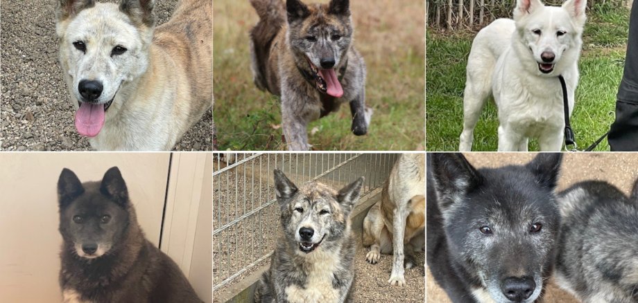 Tiervermittlung Hunde Mai 2026 Eine Collage mit Bildern der sechs Hunde