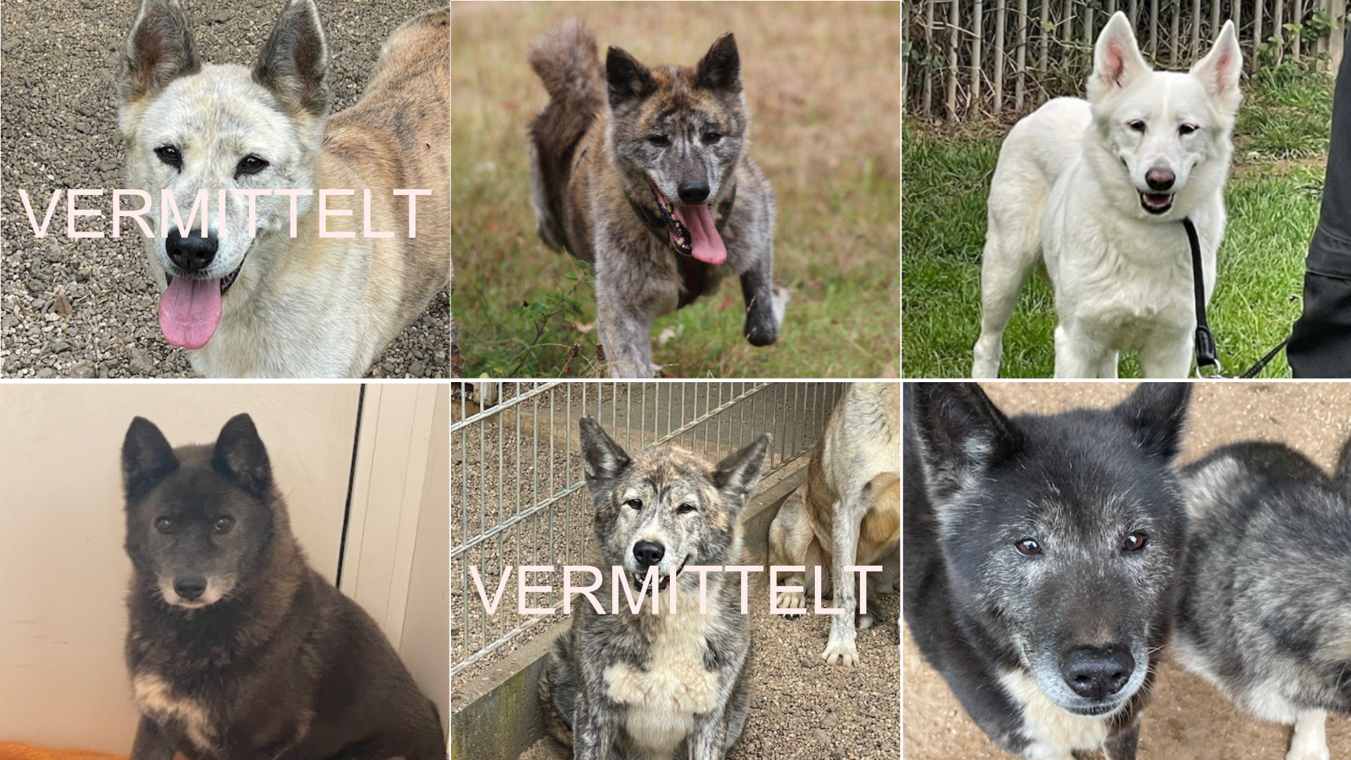 2026_05_28 Tiervermittlung Hunde für Homepage 2026_05_28 Tiervermittlung Hunde für Homepage