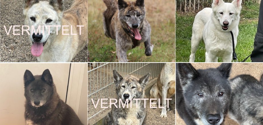 2026_05_28 Tiervermittlung Hunde für Homepage