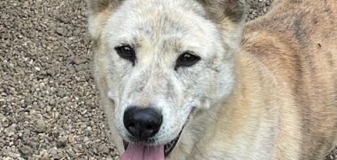 Hund Lumi - Tiervermittlung 2025 Bild eines Hundes