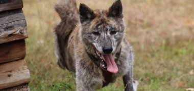 Hund Shaggy - Tiervermittlung 2025 Bild eines Hundes