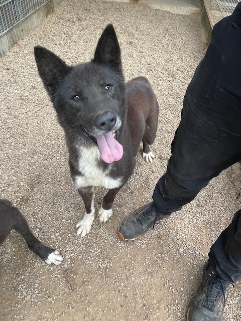 Hund Socke - Tiervermittlung 2025 Bild eines Hundes