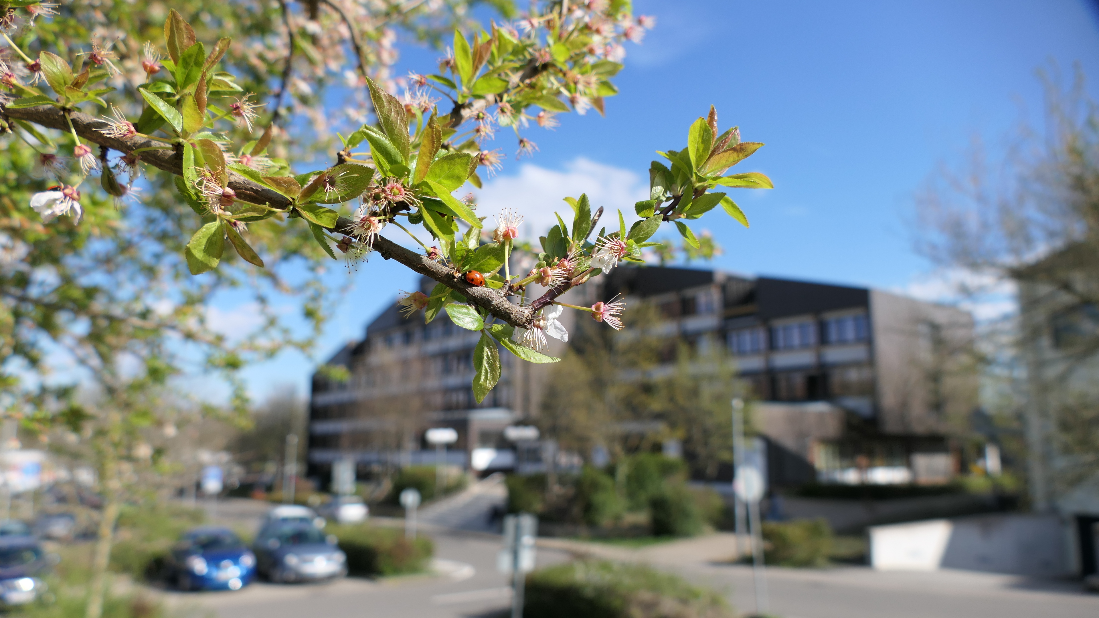 Marienkäfer vor Kreishaus Im Vordergrund ist ein Blühender Zweig zu sehen, auf dem ein Marienkäfer sitzt. Das Kreishaus bildet den Hintergrund und ist unscharf.