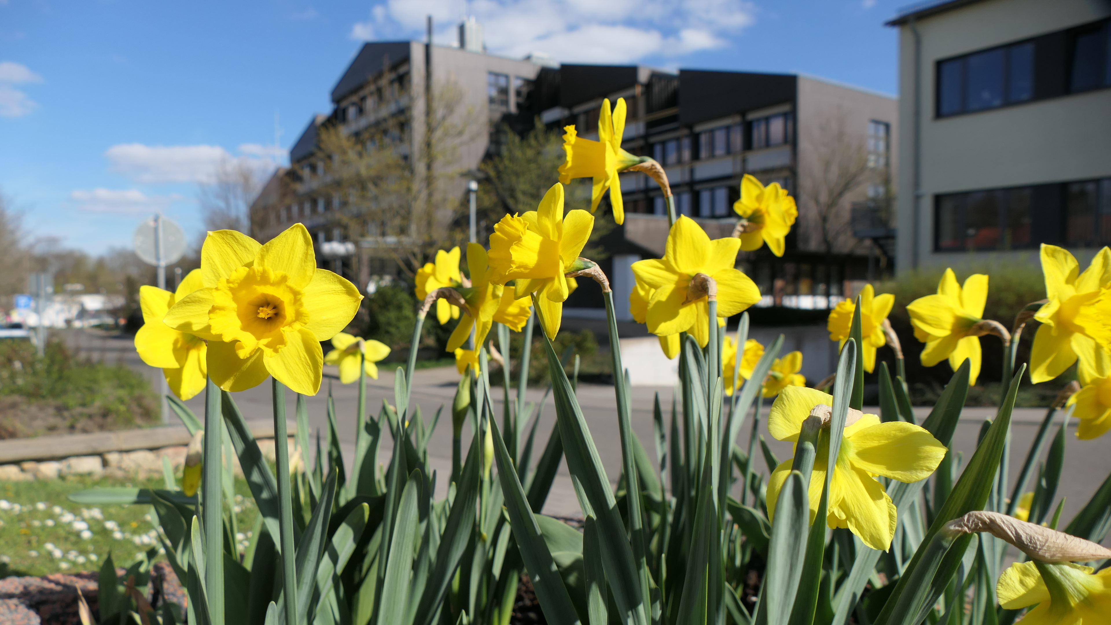 Narzissen/Osterglocken vor der Kreisverwaltung Narzissen im Vordergrund. Die Kreisverwaltung ist verschwommen im Hintergrund.