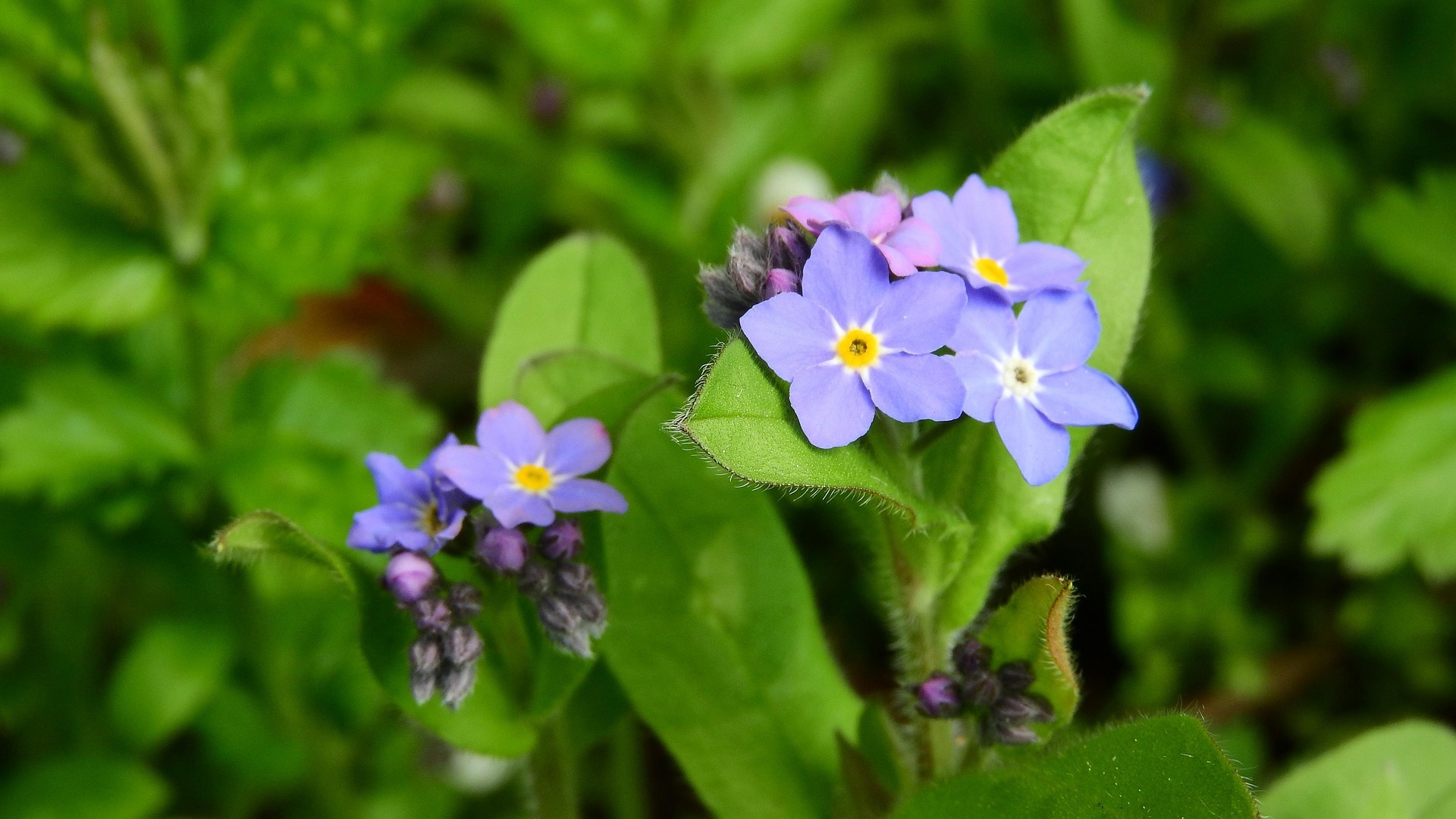 Zwei Vergissmeinnicht-Blüten vor grünem Hintergrund