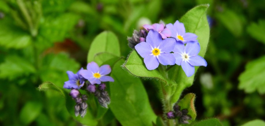 Zwei Vergissmeinnicht-Blüten vor grünem Hintergrund