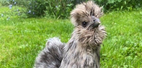 Ein Huhn auf einer Wiese