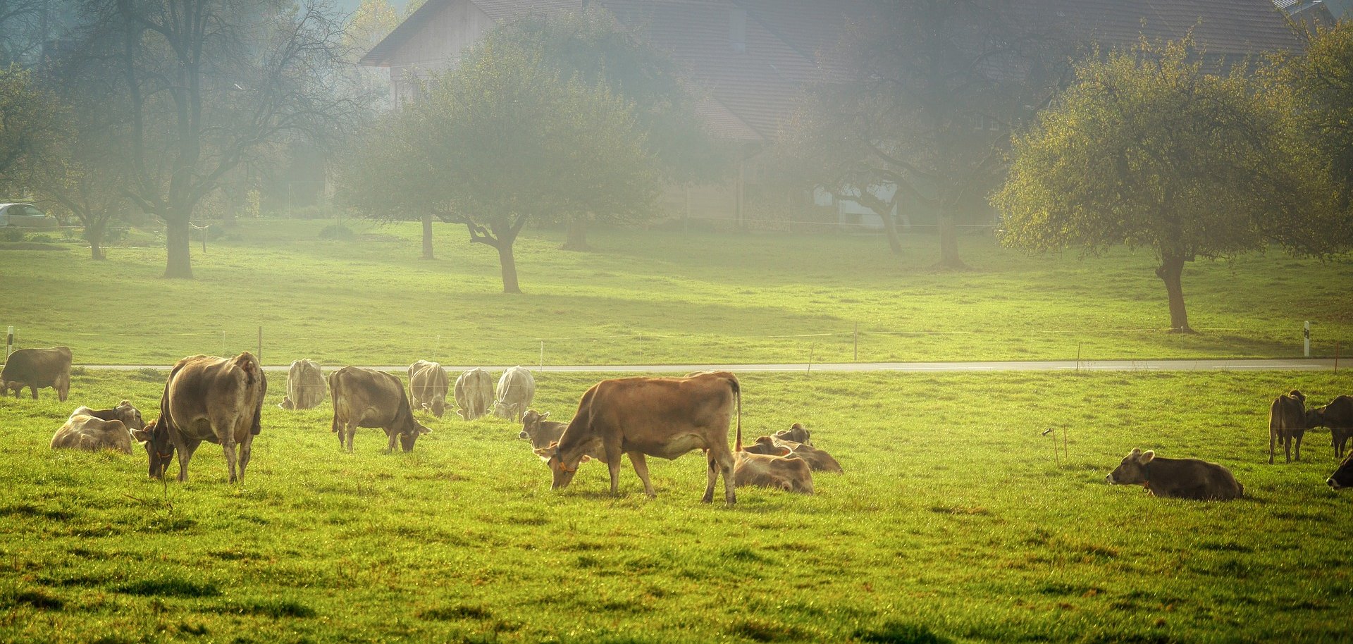 Kühe auf einer Weide