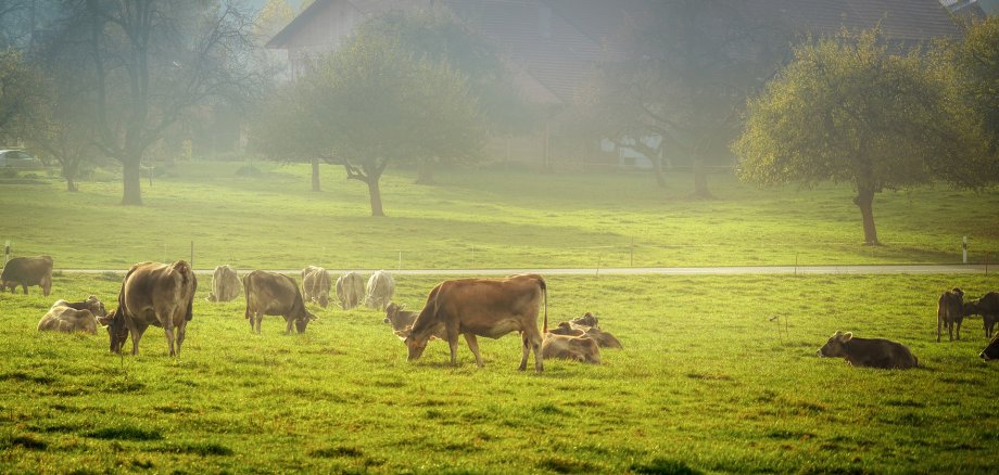 Kühe auf einer Weide Kühe auf einer Weide