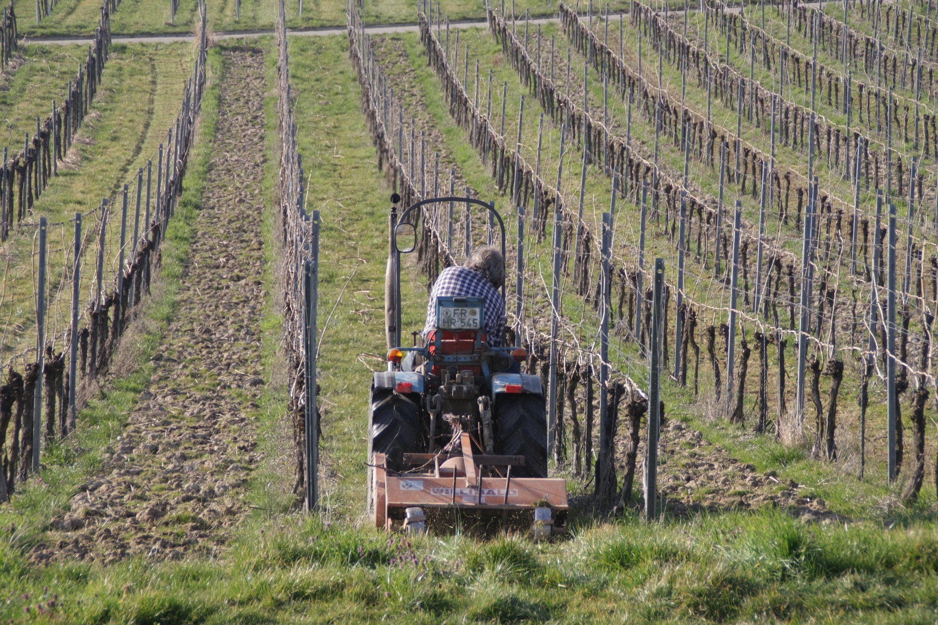 Ein Traktor fährt durch einen Weinberg