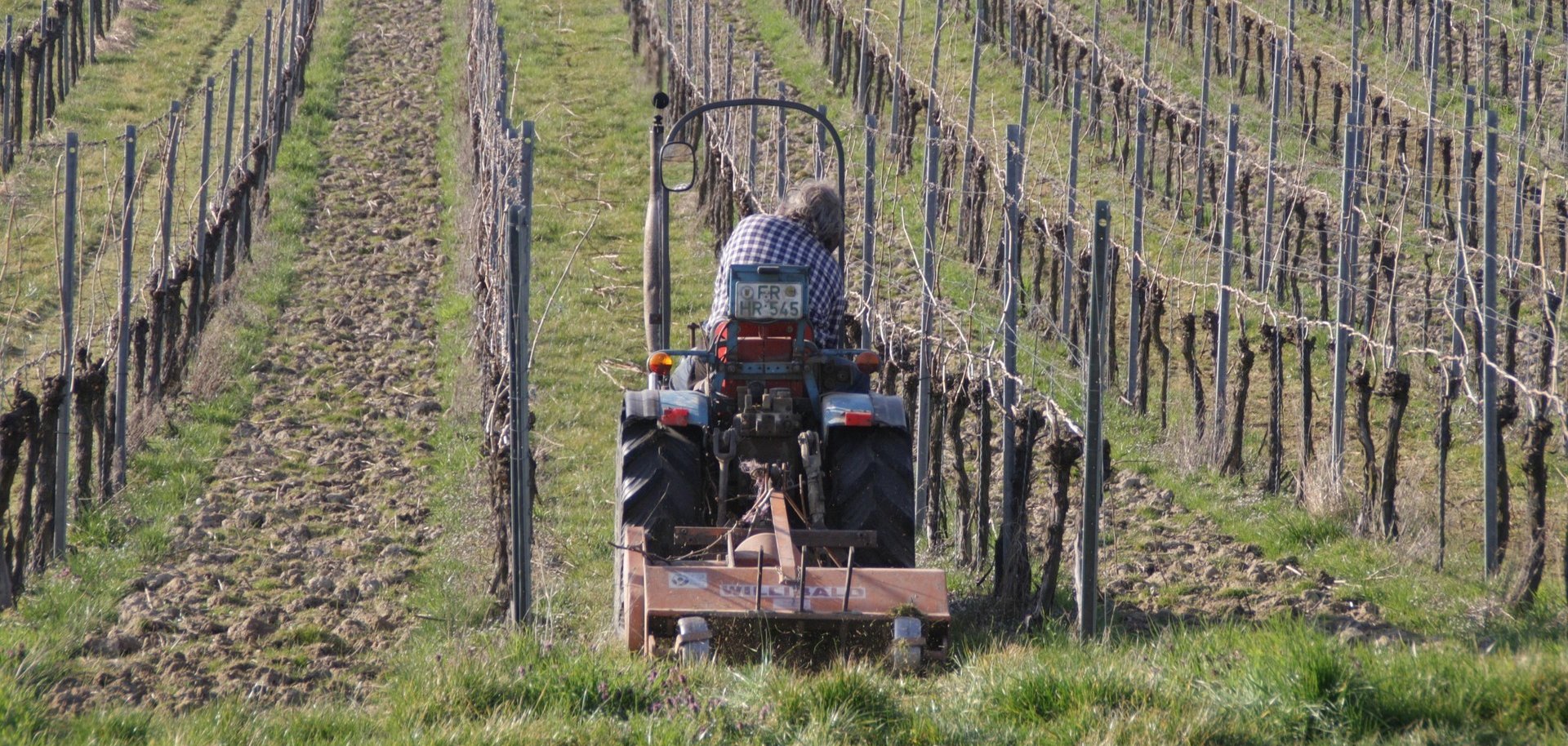 Ein Traktor fährt durch einen Weinberg