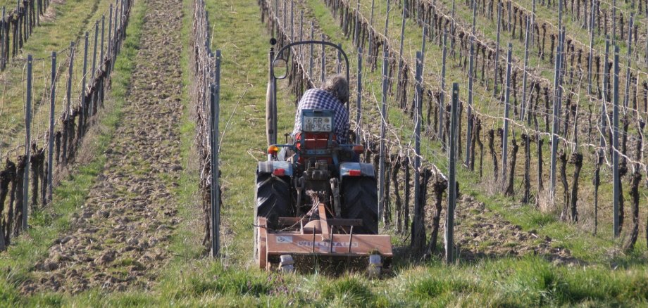 Ein Traktor fährt durch einen Weinberg