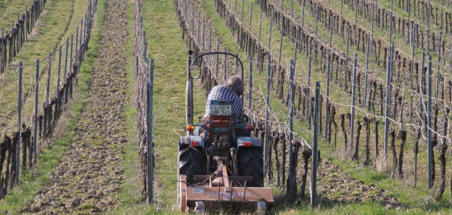 Ein Traktor fährt durch einen Weinberg