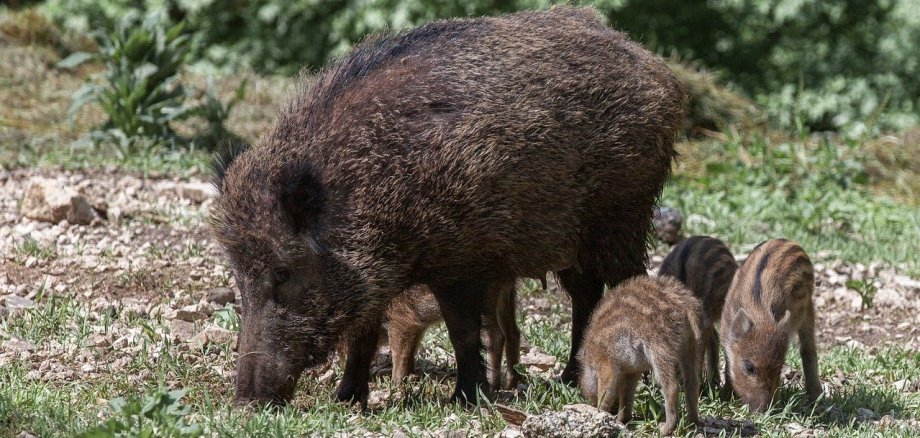 Ein ausgewachsenes Wildschwein und drei Frischlinge