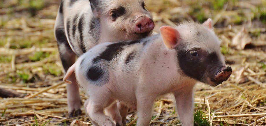 Zwei Ferkel auf einer Wiese