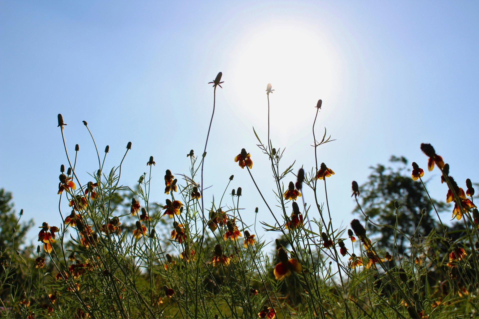 Wiese in Sommerhitze Im Vordergrund eine Wiese, am Himmel die Sonne