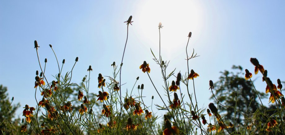 Wiese in Sommerhitze Im Vordergrund eine Wiese, am Himmel die Sonne