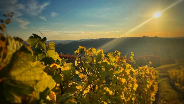 Reben an der Moschellandsburg in Obermoschel