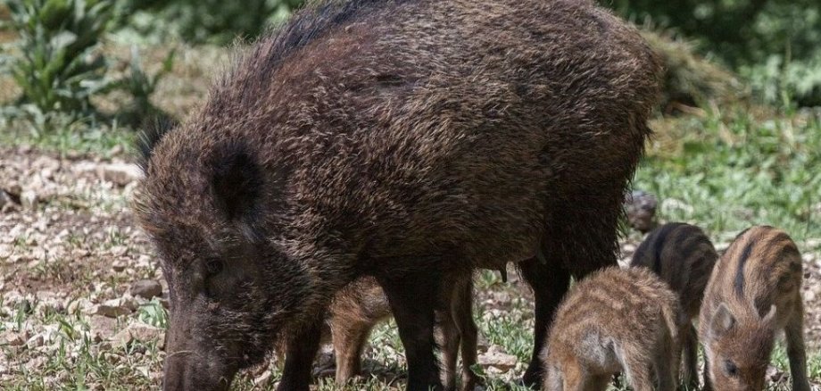 Wildschweinfamilie Wildschweinfamilie im Wald