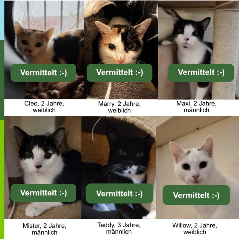 2024_10_01 Katzen Zusammenstellung