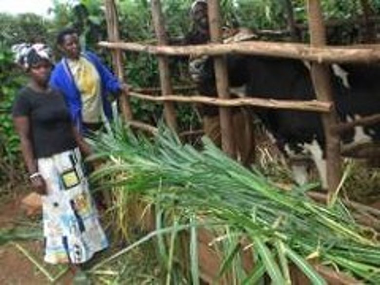 Zwei Personen stehen vor einem hohen Zaun aus Holz, hinter dem Rinder stehen.